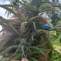 Hampeblomst - cannabis sativa