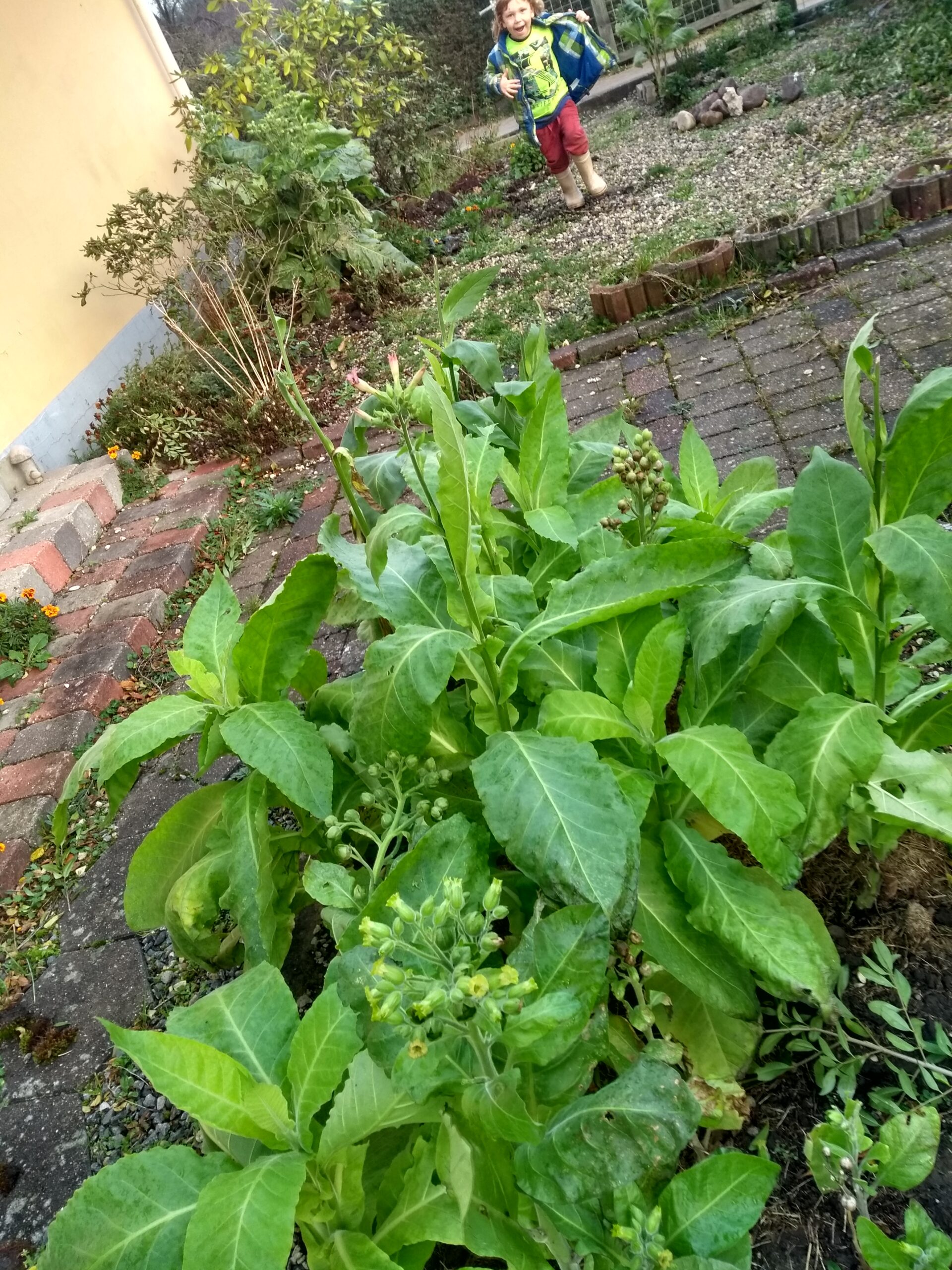 Tobak - øko dyrket Bondetobak frø rustica)- sås indtil juli eller i vinduet hele året - Seedbank