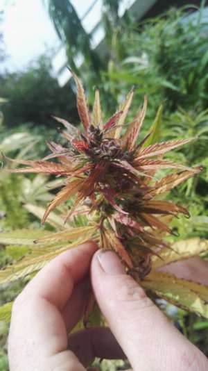Snaden cannabis te multi color frø