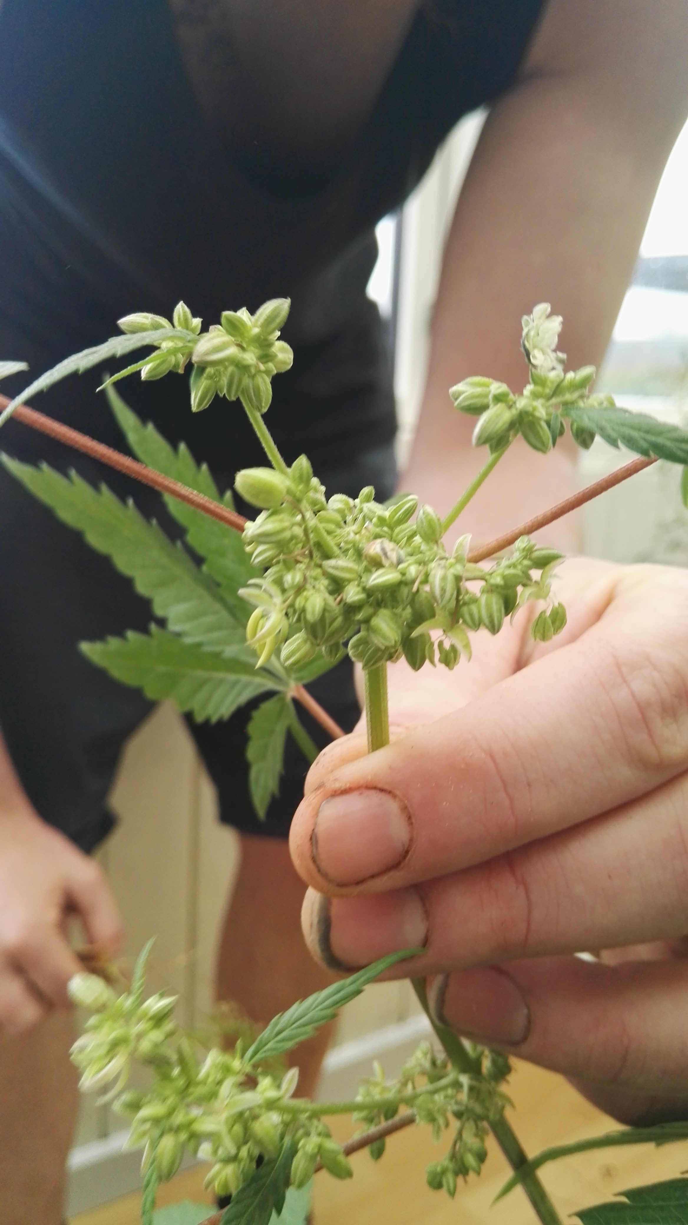 Hampe mild- Hanblomst fra Cannabis Sativa(Finola)- grøn urtete